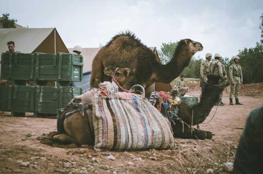 大漠之舟骆驼图片