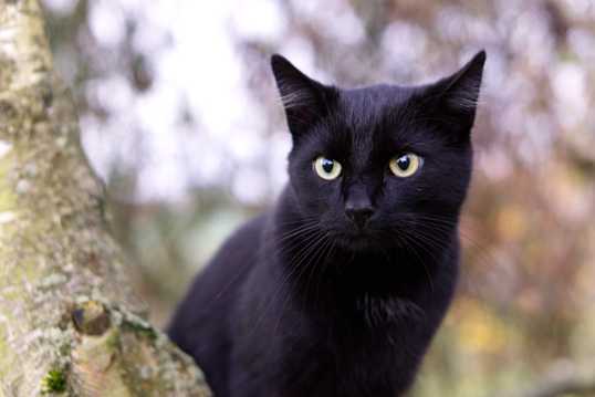 小黑猫拍照图片