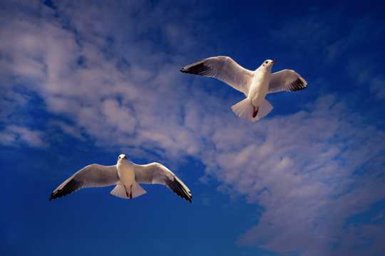 天空海鸥飞行图片