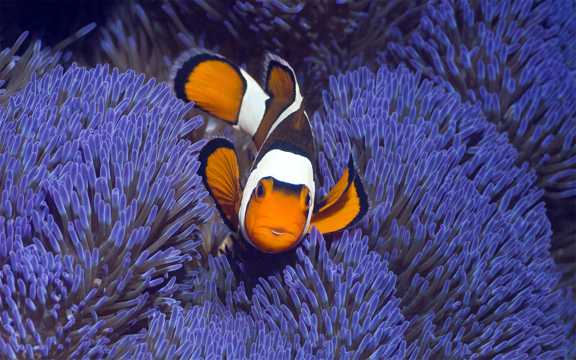 珊瑚间的小丑鱼图片