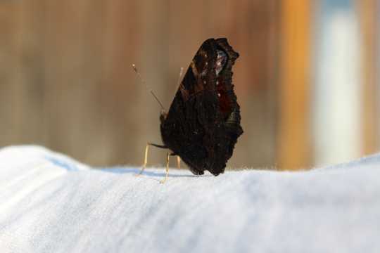 黑色燕尾蝶图片