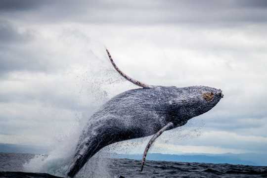 座头鲸跳水图片