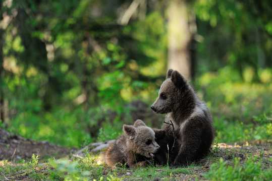 树林中的棕熊图片