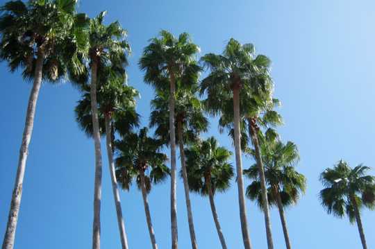 高大的棕榈树图片