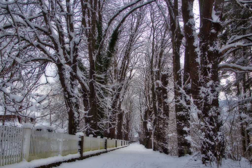 冬日枯树雪景图片