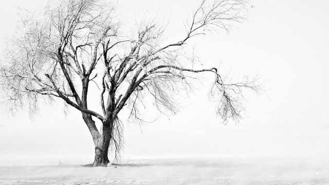 冬天雪地里的一棵树