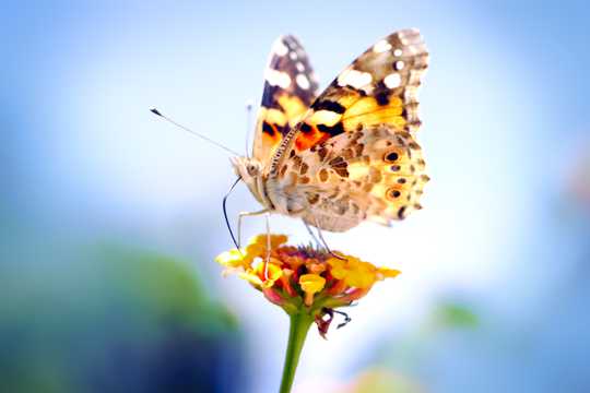 唯美的蝴蝶图片