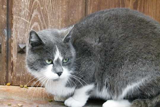 灰色萌宠猫图片
