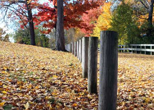 秋日的公园景色图片