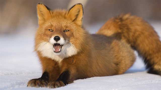 雪地上可爱的红狐图片