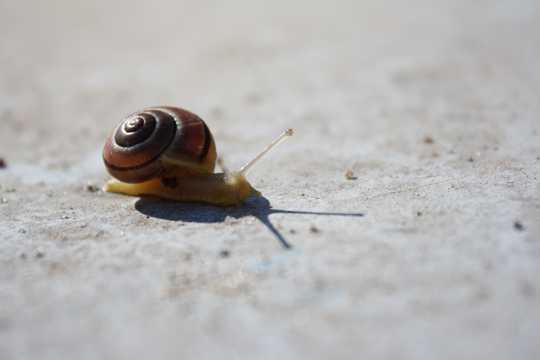 大地上的小蜗牛图片