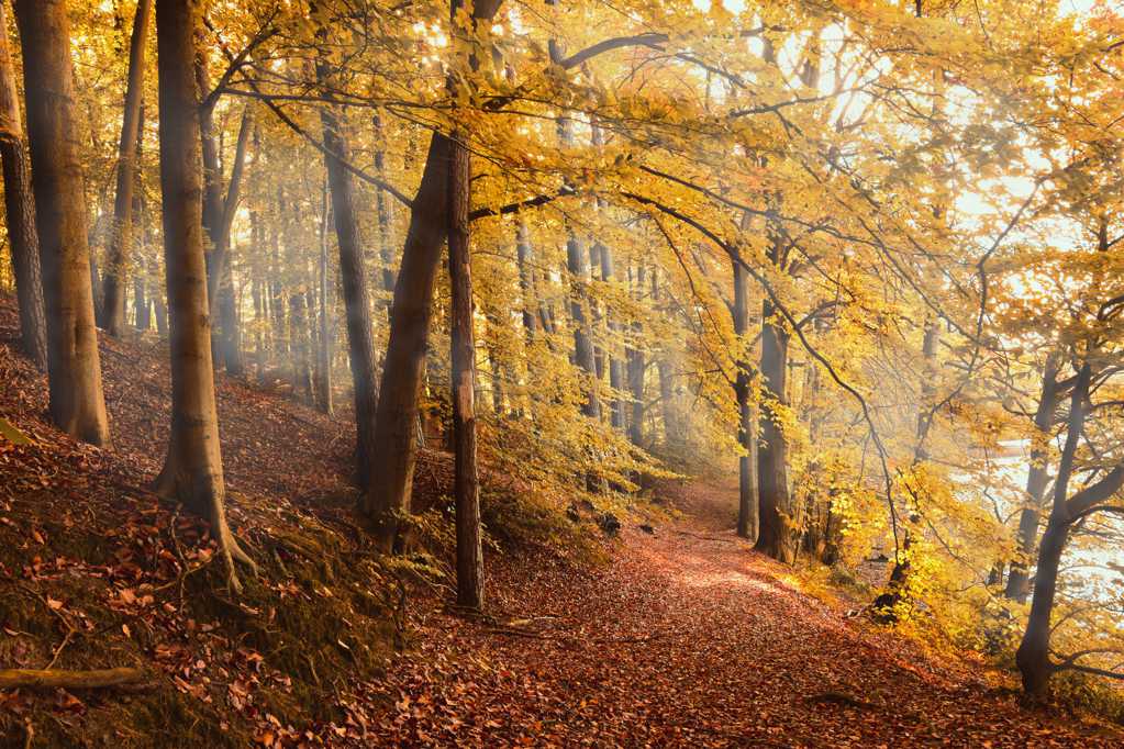 秋日金黄树林树木图片