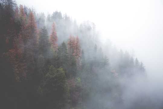 雾气笼罩的山林图片