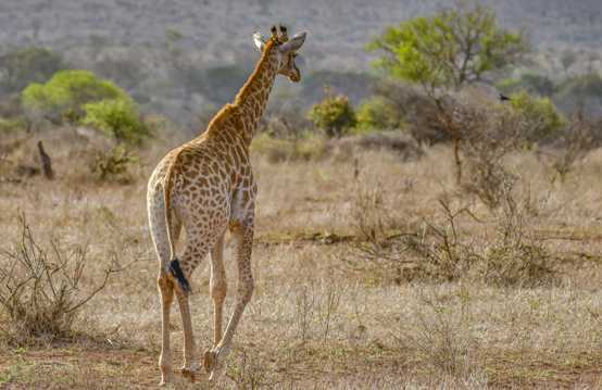 草地上的长颈鹿图片