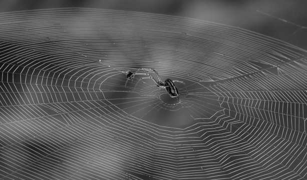 蜘蛛织网黑白图片