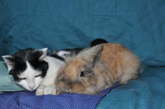 兔子与猫咪图片