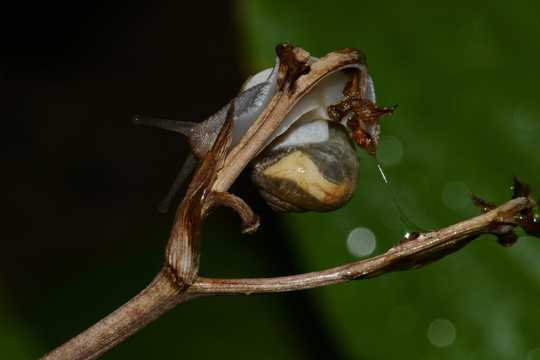 爬树枝的蜗牛图片