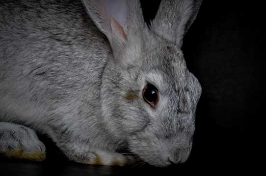 家养灰色兔子图片