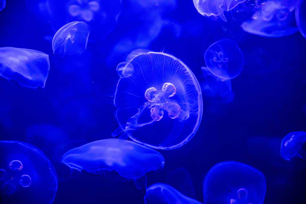 蓝色大海水母图片
