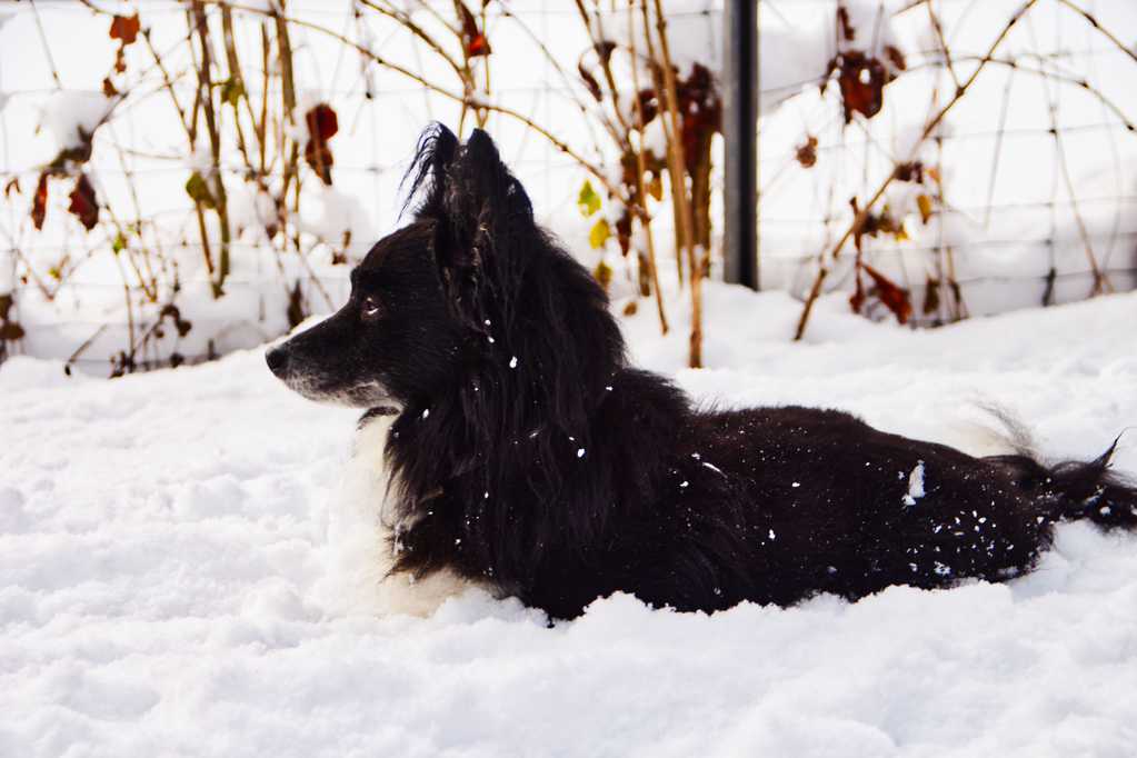 雪地黑色狗狗图片