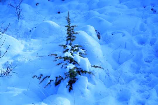 冬日积雪景观图片