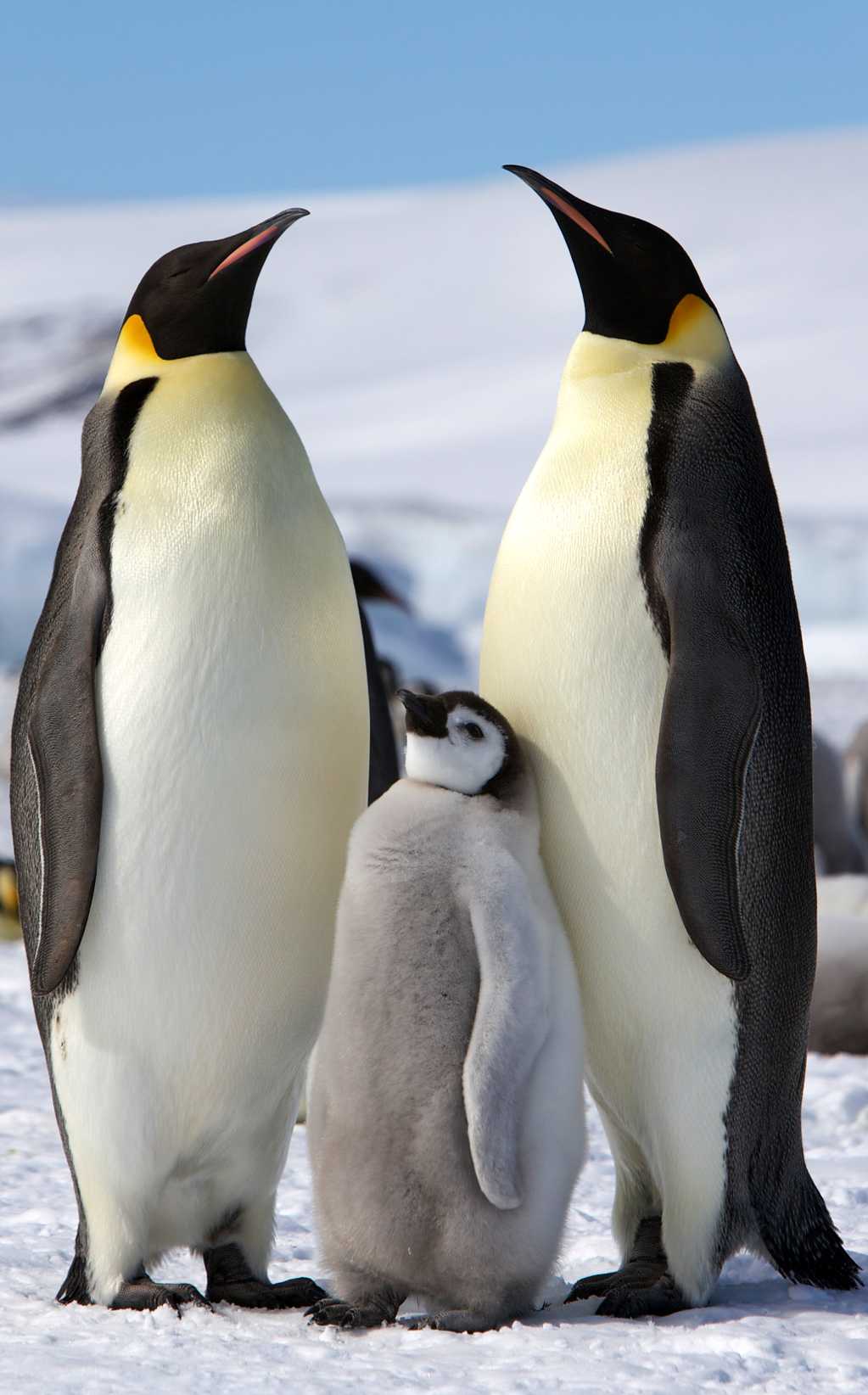 南极企鹅高清图片