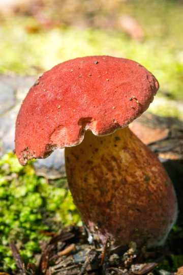 野生的红蘑菇图片