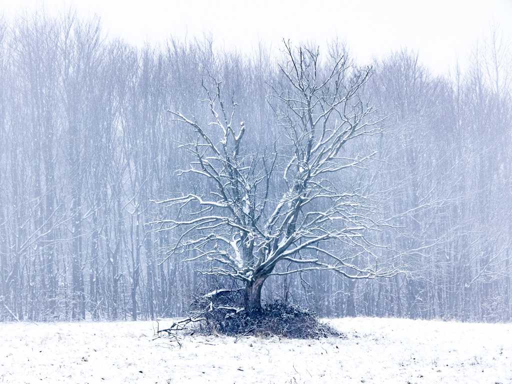 雪地上的枯树图片