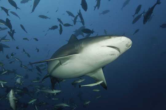 海洋中的大鲨鱼图片