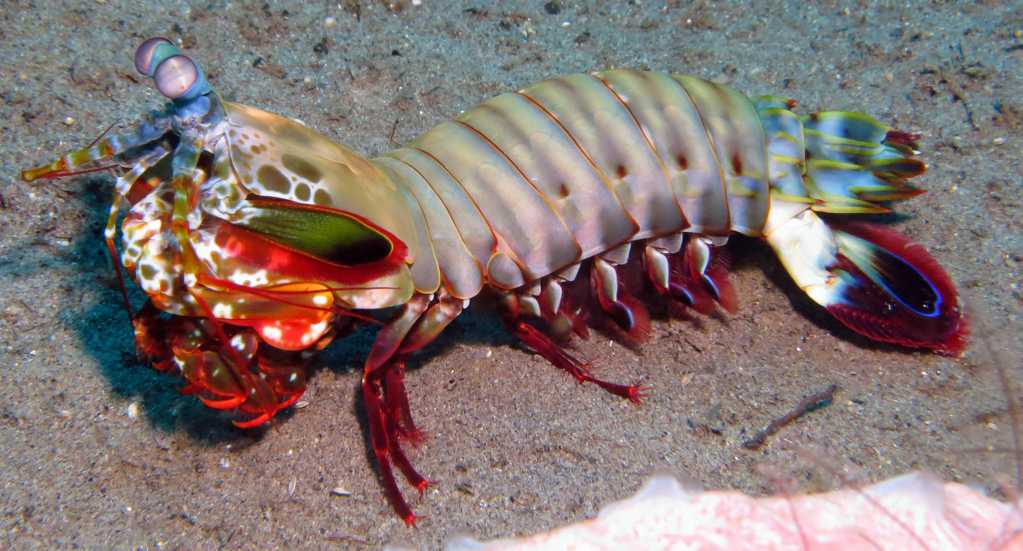 海洋生物螳螂虾图片