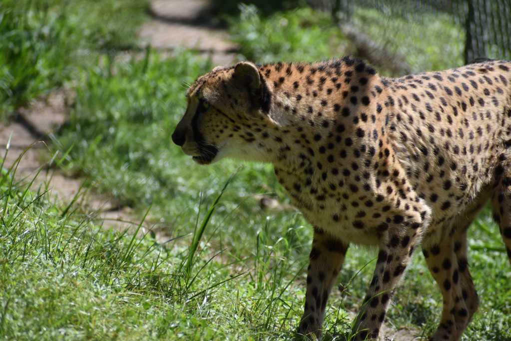 动物园里的野生豹子图片