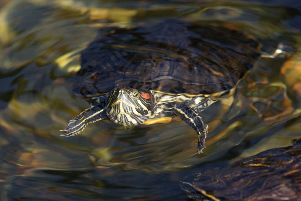 水乌龟作品图片