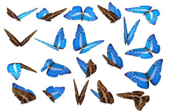 蓝色的蝴蝶图片