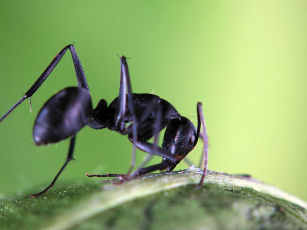微距昆虫世界—拟黑多刺蚁 玄驹（大黑蚂蚁）|黑蚂蚁|玄驹|微距_新浪新闻