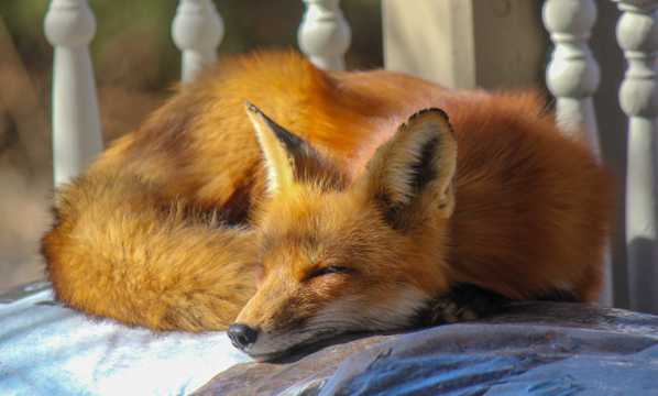 红狐狸睡觉图片