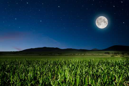 月亮下的农作物图片