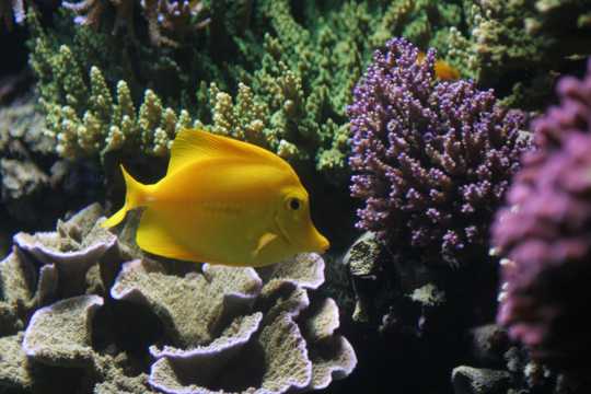 海底的珊瑚礁高清图片