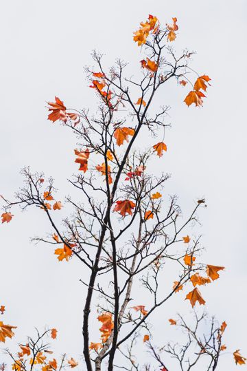 秋日树木唯美图片