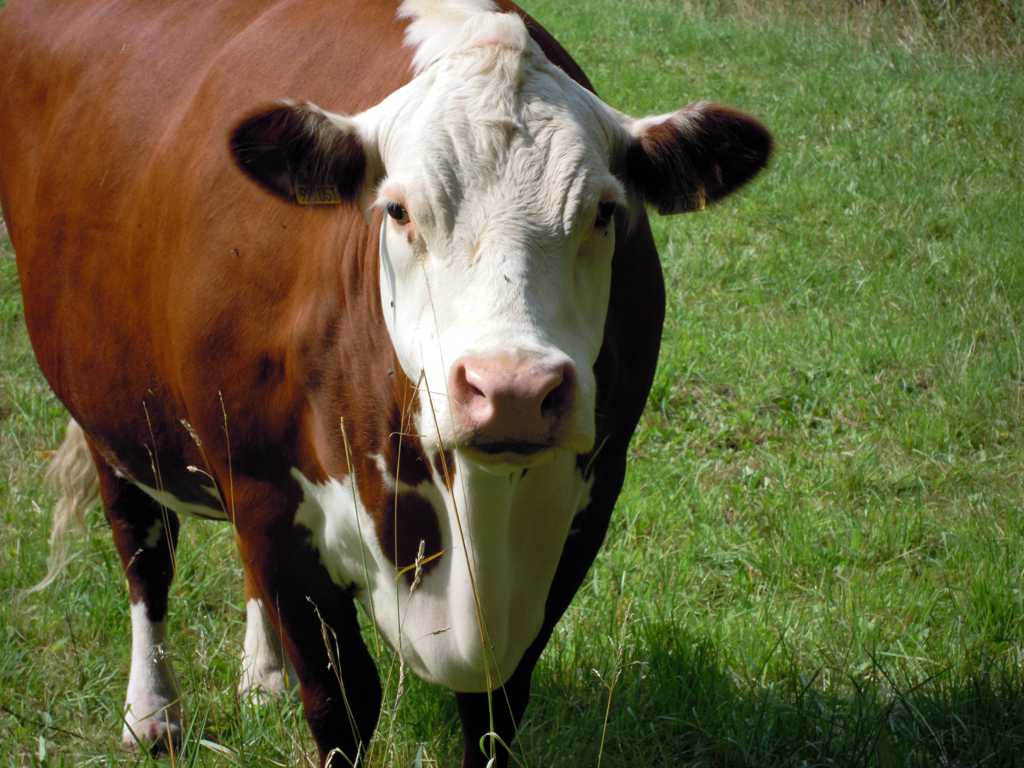 草地上的大奶牛图片
