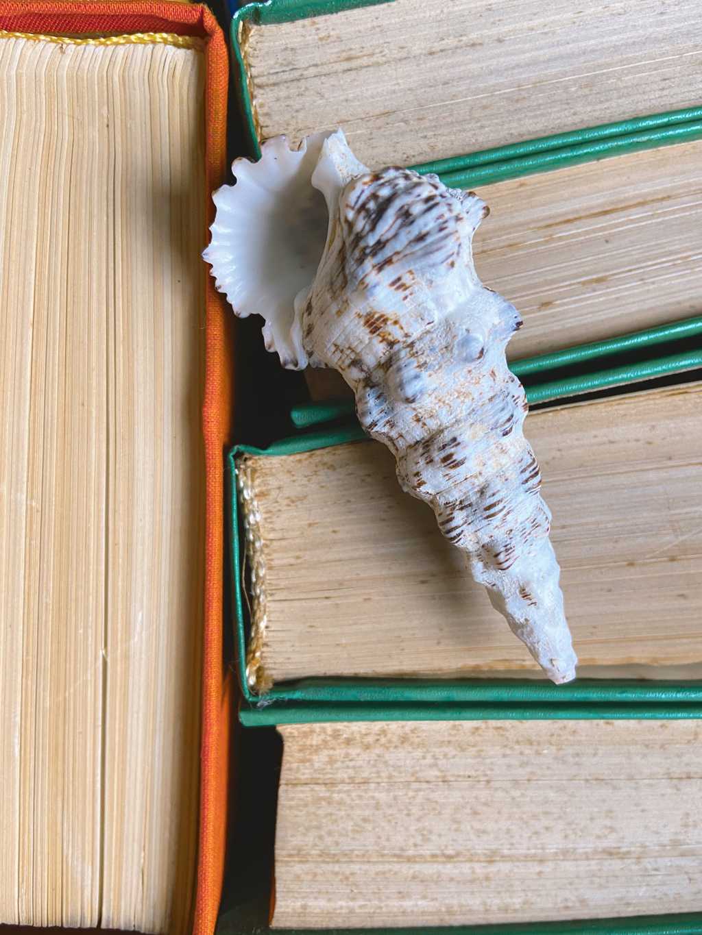 书本上的贝壳图片
