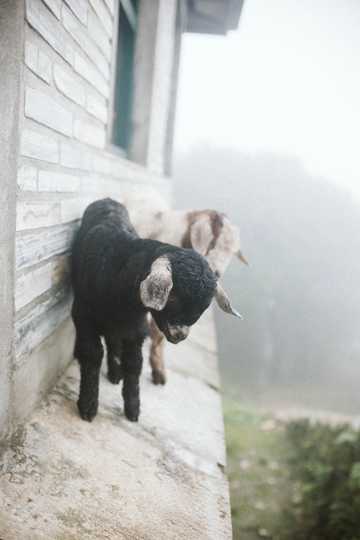 两只可人的小羊羔