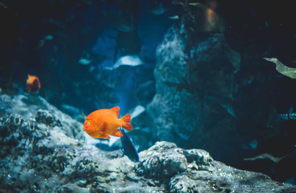 深海观赏鱼图片
