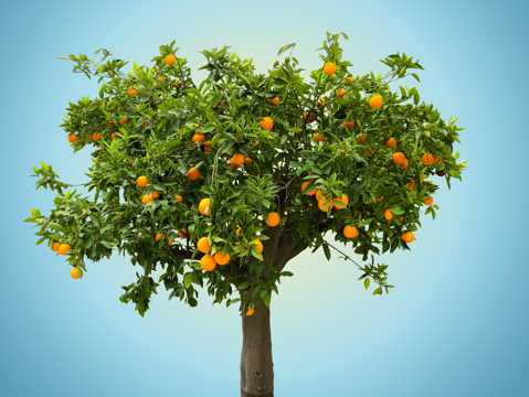 一棵橙子树图片