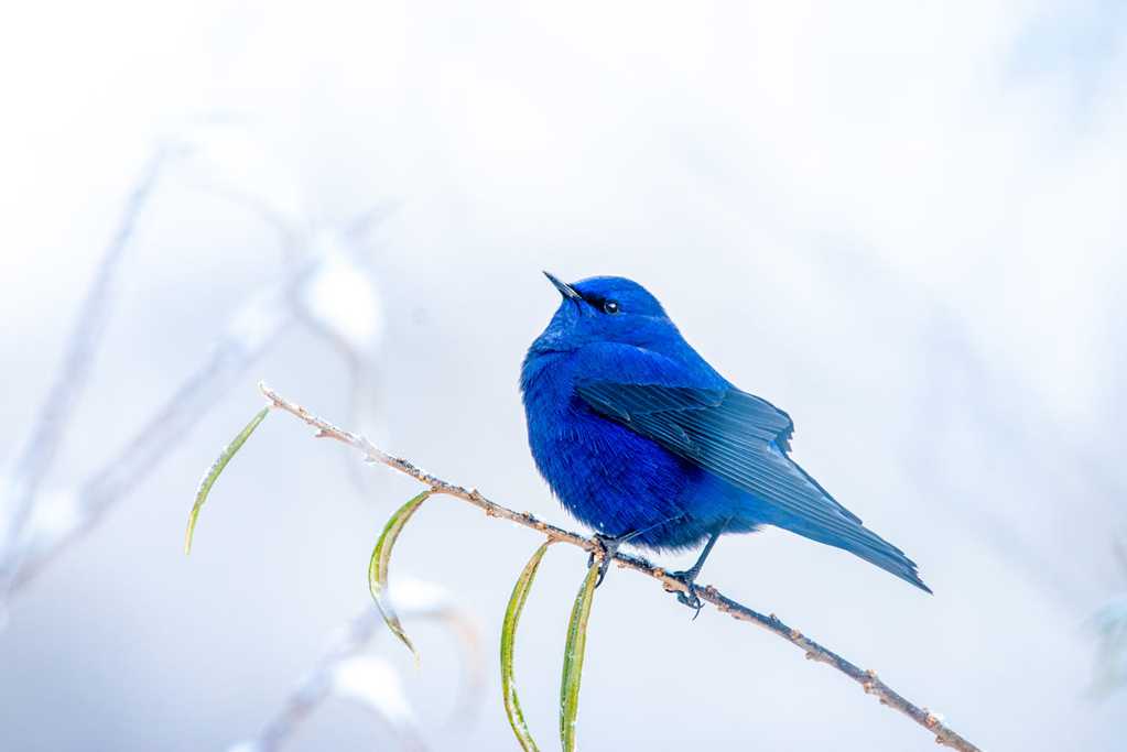 好看的蓝色小鸟图片