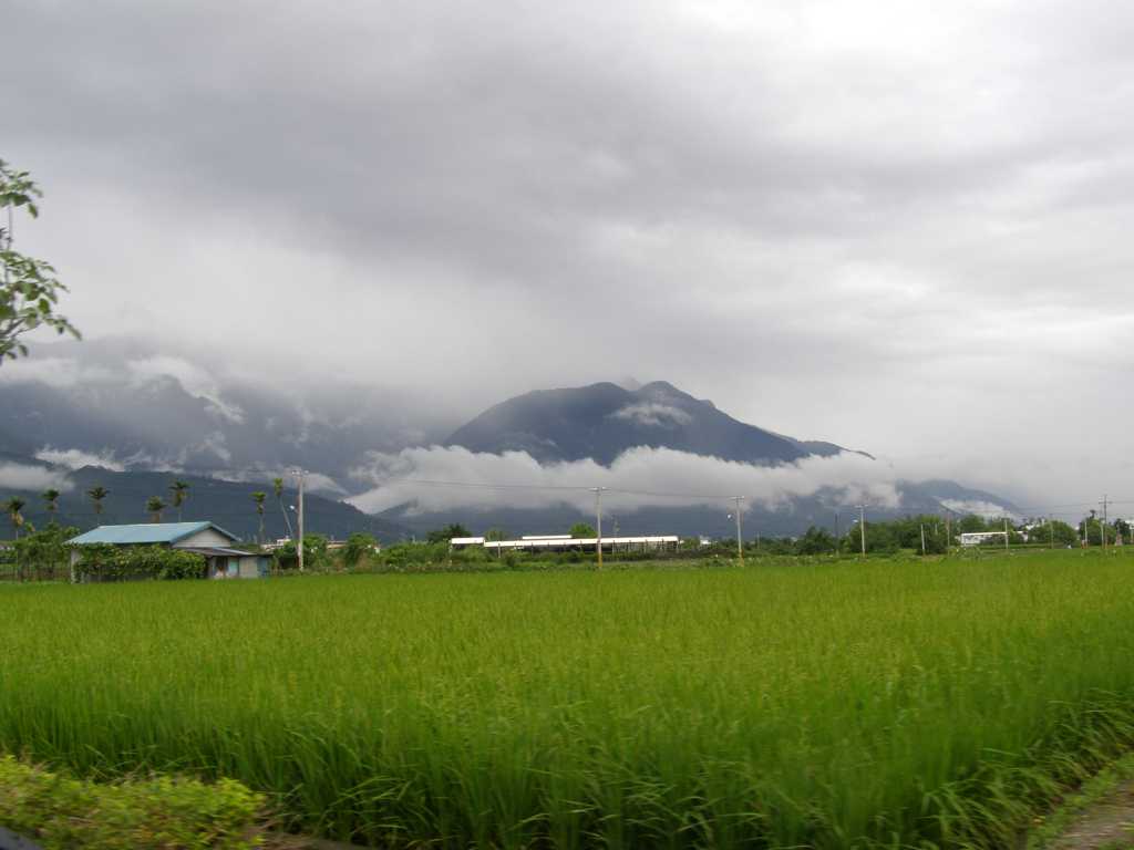 农村稻田景物图片