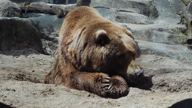 强壮的棕熊图片