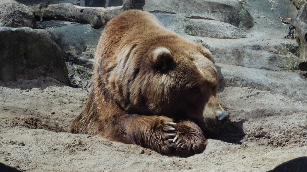 强壮的棕熊图片