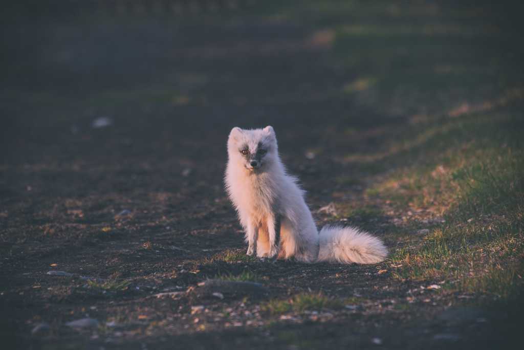 体型娇嫩的白狐图片