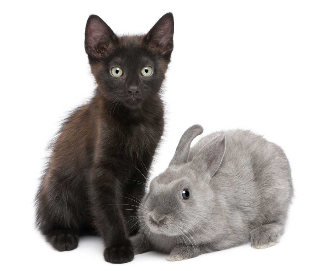 猫咪和小兔图片