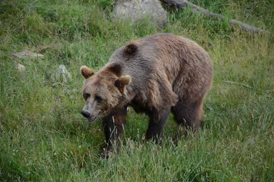 体型浩瀚的棕熊高清图片